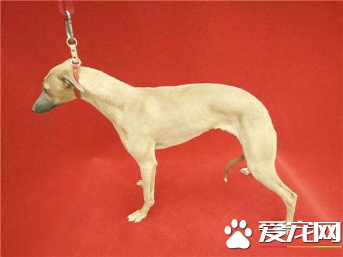惠比特幼犬能喂肉嗎 偶爾喂一點肉是可以的