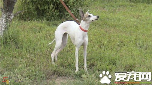 惠比特幼犬能喂肉嗎 偶爾喂一點肉是可以的