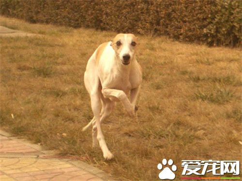 惠比特幼犬能喂肉嗎 偶爾喂一點肉是可以的