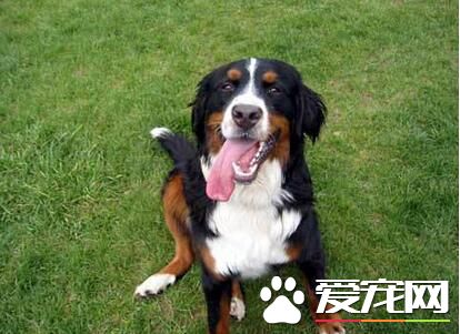 養一只伯恩山犬花一個月花費多少 小狗的時候很花錢