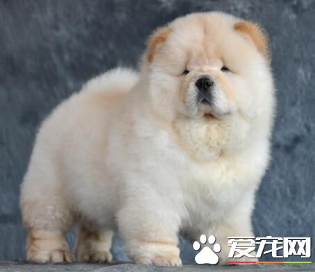 養松獅犬喂養注意事項 食料一定要適量