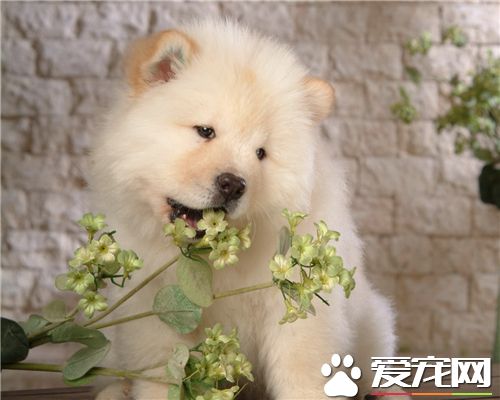 養松獅犬喂養注意事項 食料一定要適量