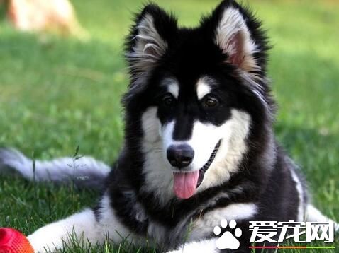 養阿拉斯加雪橇犬禁忌 剛到新的環境不要洗澡