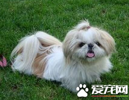 西施犬最害怕 突然產生的較大聲響會使它害怕
