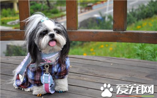 西施犬最害怕 突然產生的較大聲響會使它害怕