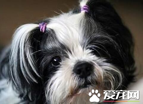 西施犬最害怕 突然產生的較大聲響會使它害怕