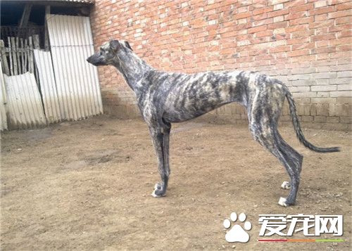 惠比特犬怎麼過冬 需要給其提供優質的食物