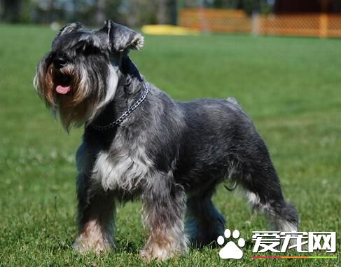 雪納瑞幼犬多大加食物 三月齡時可以加食物