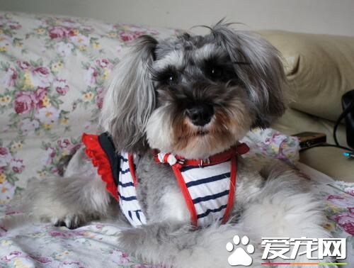 雪納瑞幼犬多大加食物 三月齡時可以加食物