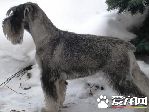 雪納瑞要怎麼養 含碳水化合物的狗糧可多喂一些