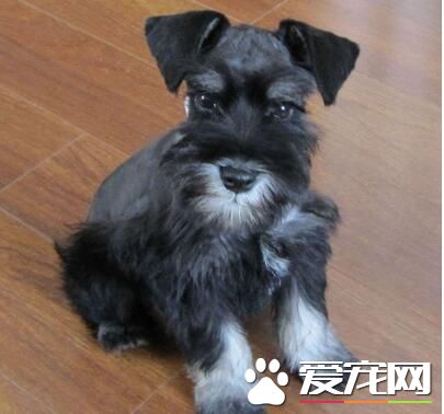 雪納瑞需要等它拉蟲了才驅蟲麼 幼犬需定期驅蟲