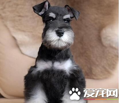 雪納瑞需要等它拉蟲了才驅蟲麼 幼犬需定期驅蟲
