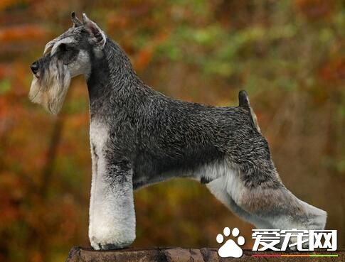 雪納瑞幼犬多大打狂犬育苗 狗狗大概45天左右
