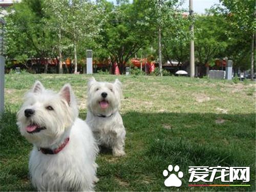 西高地白梗適合吃什麼 雞胸肉適合狗狗吃