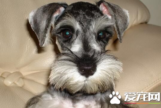 雪納瑞幼犬多大打狂犬育苗 狗狗大概45天左右