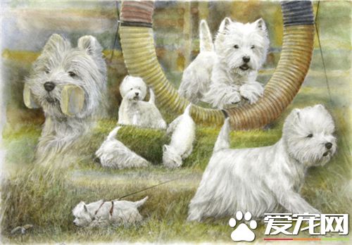 西高地白梗多大美容 狗狗幾個月之後就能美容了