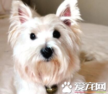 西高地白梗的腸胃問題 西高地白梗是不能吃酸的