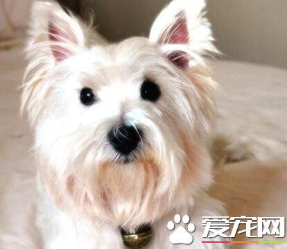 西高地白梗多大美容 狗狗幾個月之後就能美容了