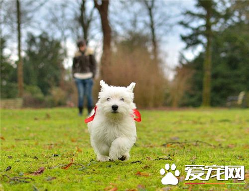 西高地白梗食量 不同時期的狗狗食量是不同的