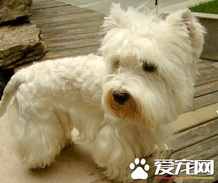 西高地白梗犬喜歡吃什麼 豬骨最容易給犬吸收