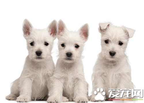 西高地白梗犬喜歡吃什麼 豬骨最容易給犬吸收