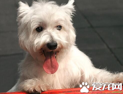 西高地白梗犬喜歡吃什麼 豬骨最容易給犬吸收