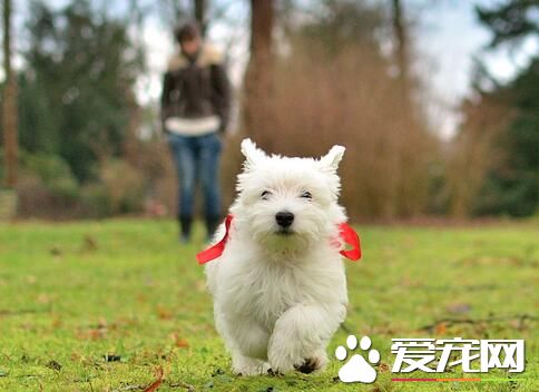 西高地白梗標准肩高 雄性的肩高在9.8-11.8英寸