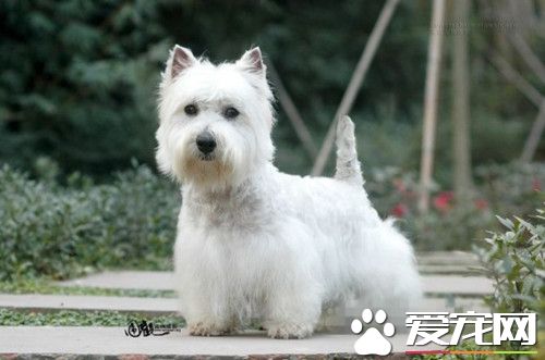 西高地白梗會掉毛嗎 如果喂養不當可能會掉毛