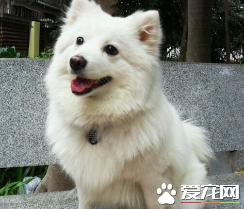 養銀狐犬應該注意什麼 保證飼料與水的清潔衛生