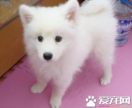 養銀狐犬應該注意什麼 保證飼料與水的清潔衛生