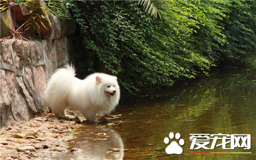 養銀狐犬應該注意什麼 保證飼料與水的清潔衛生