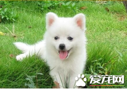養銀狐犬的人多麼 影響養銀狐犬人數的因素
