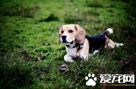 養比格犬的經驗 深入了解比格犬的飼養要點