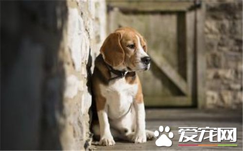 養比格犬的經驗 深入了解比格犬的飼養要點