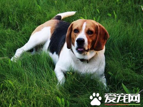 養比格犬的經驗 深入了解比格犬的飼養要點