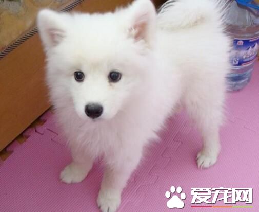 養銀狐犬的人多麼 影響養銀狐犬人數的因素