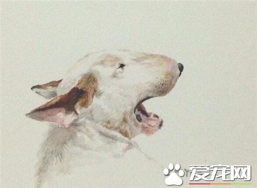 養牛頭梗的經歷 雖然狗狗頑皮但對主人是很溫順的