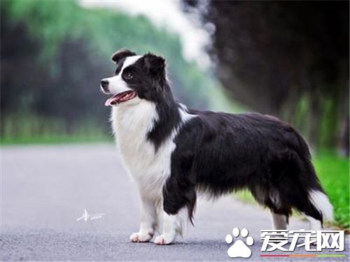 養邊境牧羊犬的費用 飼養的費用一般不會高