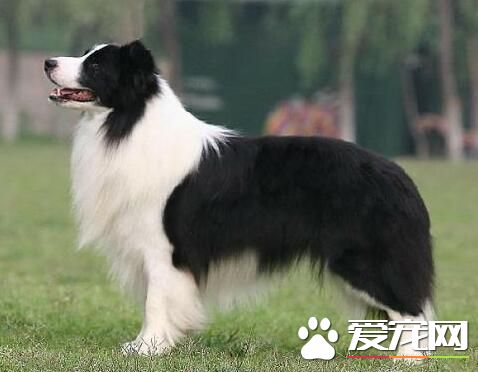 養邊境牧羊犬的費用 飼養的費用一般不會高