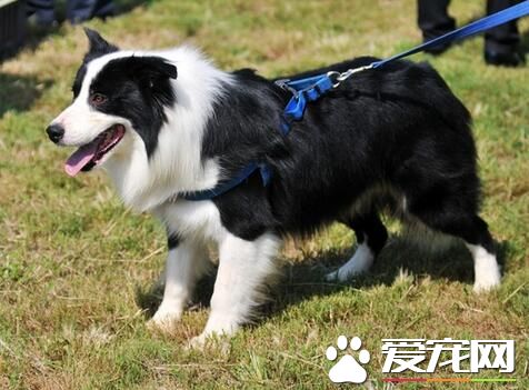 養邊境牧羊犬的費用 飼養的費用一般不會高