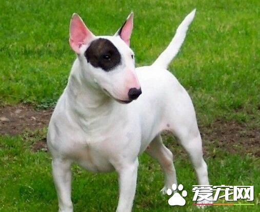 養牛頭梗的經歷 雖然狗狗頑皮但對主人是很溫順的