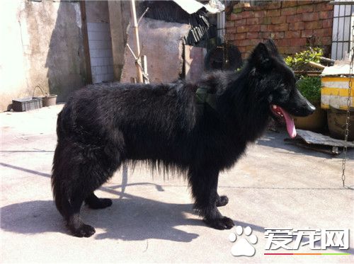 比利時牧羊犬能長多重 雄性體重25到30公斤