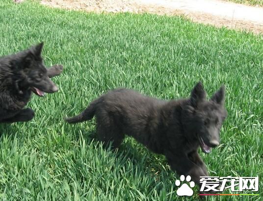 比利時牧羊犬有多高 雄性肩高一般在24-26英寸