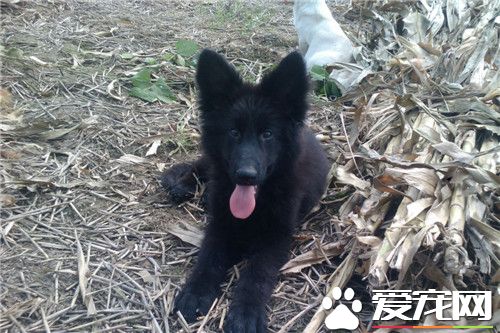 比利時牧羊犬能長多重 雄性體重25到30公斤