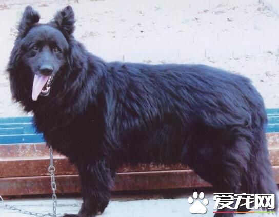比利時牧羊犬有多高 雄性肩高一般在24-26英寸
