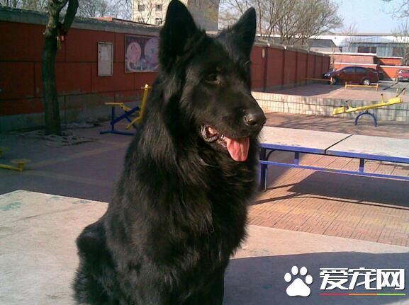 比利時牧羊犬有多高 雄性肩高一般在24-26英寸