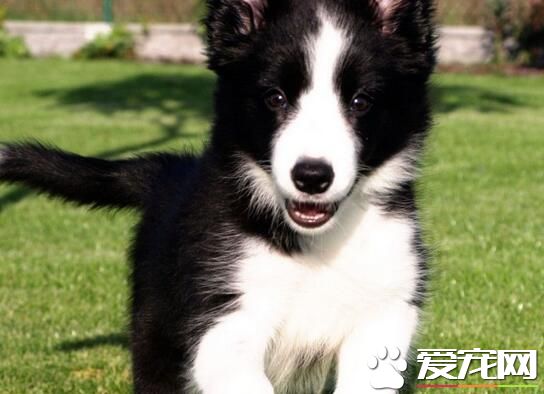 邊境牧羊犬幼犬尾巴特征 幼犬尾巴特征