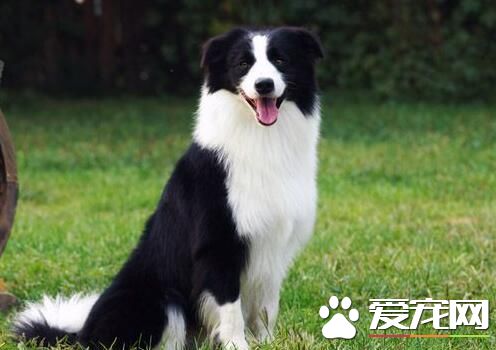 邊境牧羊犬幼犬尾巴特征 幼犬尾巴特征
