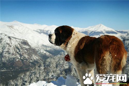 養聖伯納犬費用高嗎 食物的支出占很大一部分