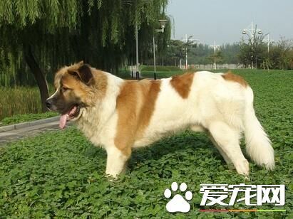 養聖伯納犬費用高嗎 食物的支出占很大一部分